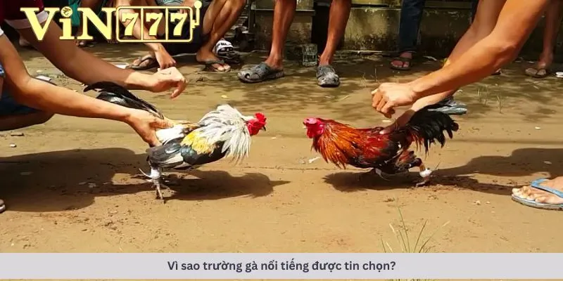Trường gà nổi tiếng 4 Lý do được tin chọn
