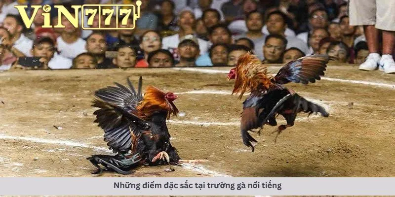 Trường gà nổi tiếng 2 Những điểm đặc sắc