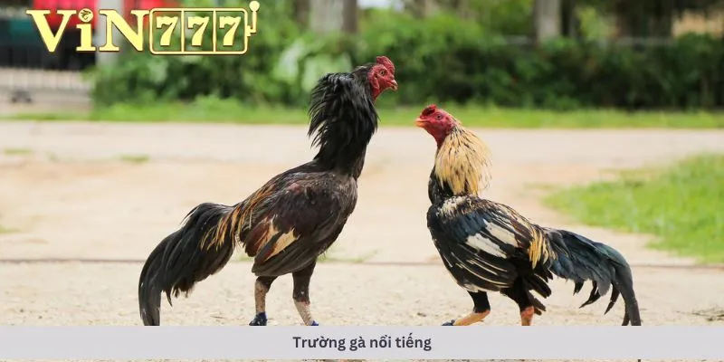 trường gà nổi tiếng